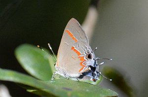 148 2015-01262785 Hickey's Creek Mitigation Park, FL